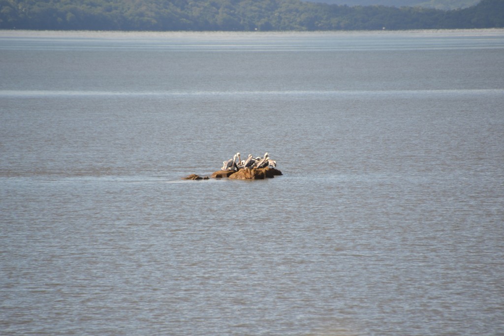 Foto de Caño Negro (Alajuela), Costa Rica