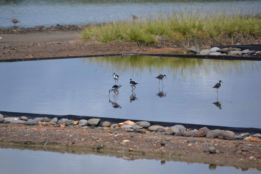 Foto de Caño Negro (Alajuela), Costa Rica