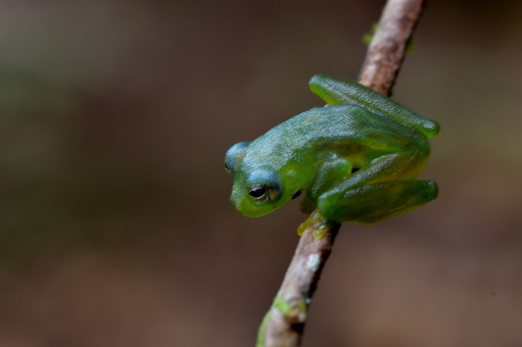 Foto de Sarapiqui (Heredia), Costa Rica