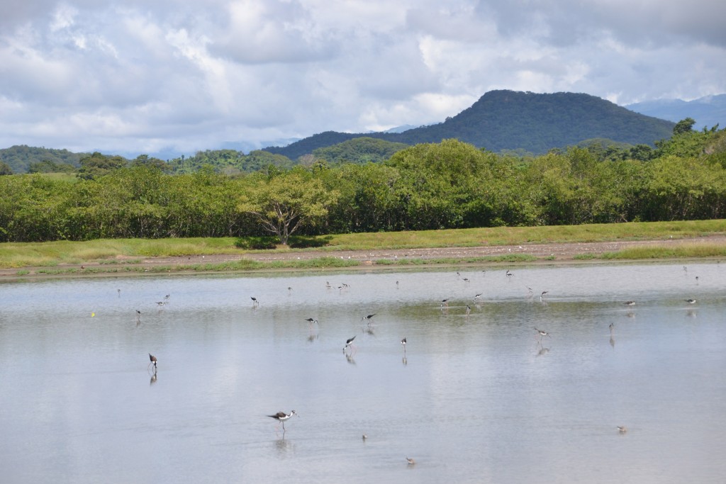 Foto de Tivives (Alajuela), Costa Rica