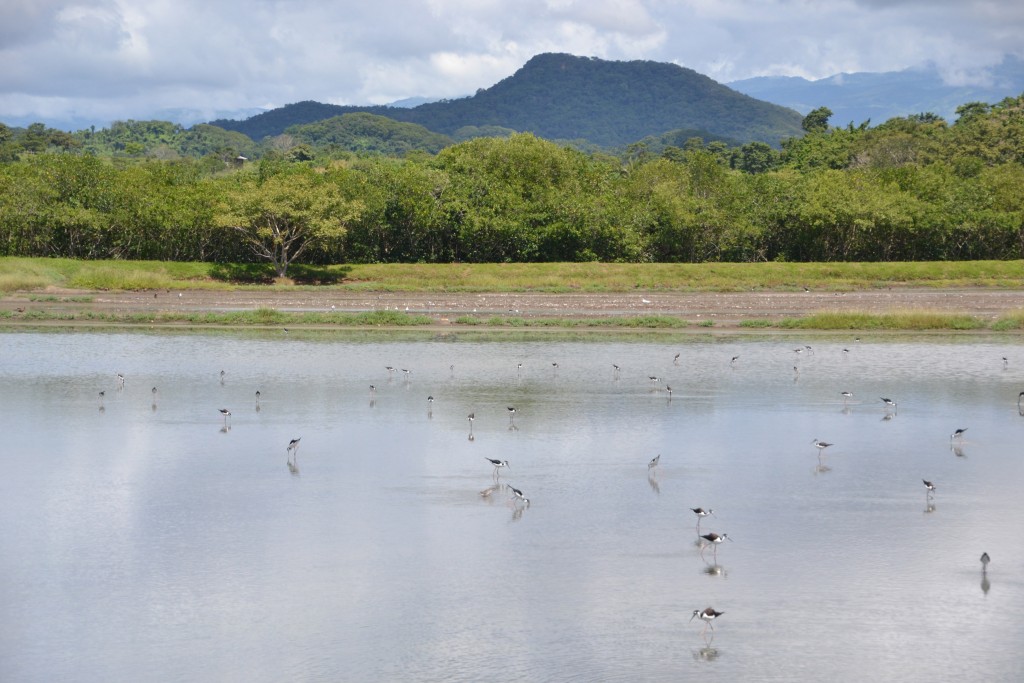 Foto de Tivives (Alajuela), Costa Rica