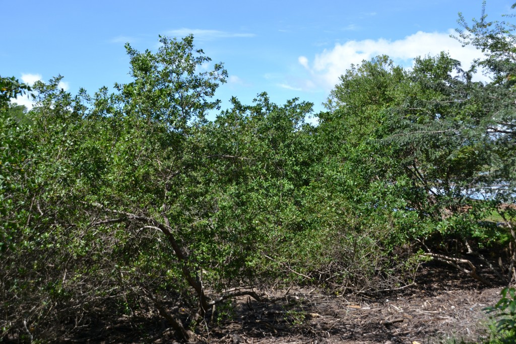 Foto de Tivives (Alajuela), Costa Rica