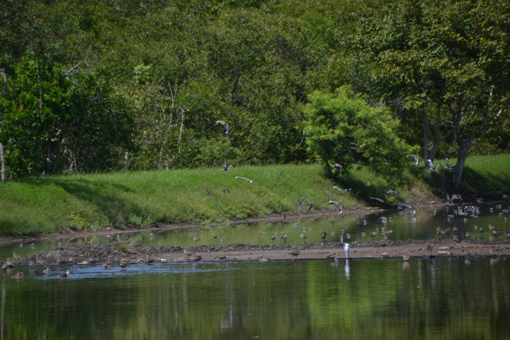 Foto de Caño Negro (Alajuela), Costa Rica