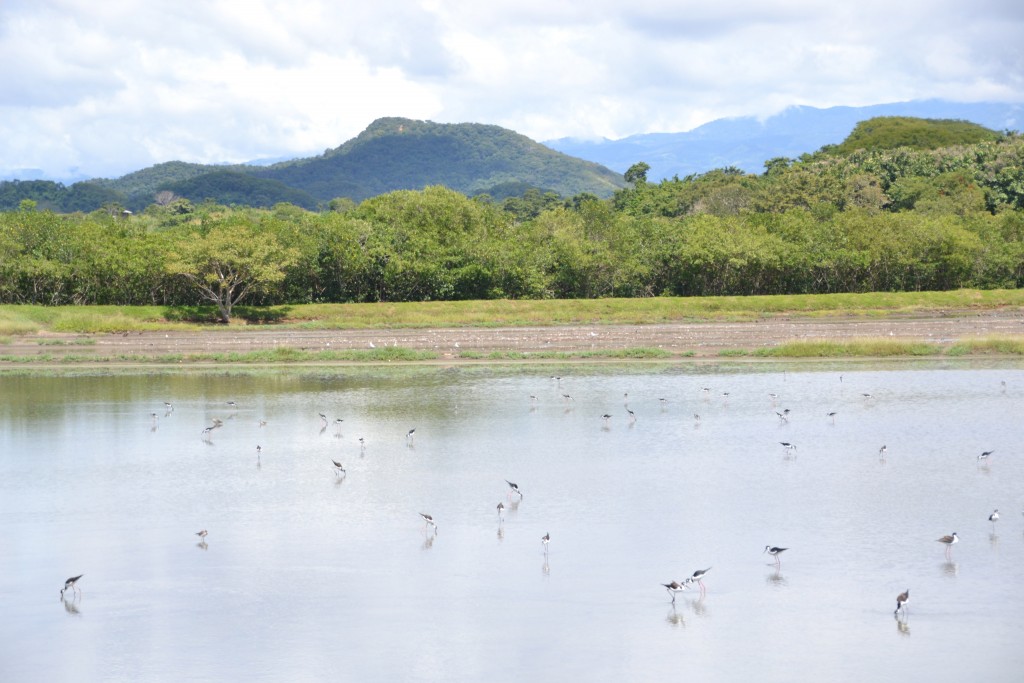 Foto de Caño Negro (Alajuela), Costa Rica