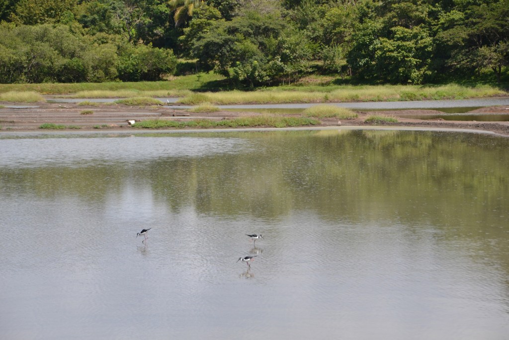 Foto de Tivives (Puntarenas), Costa Rica