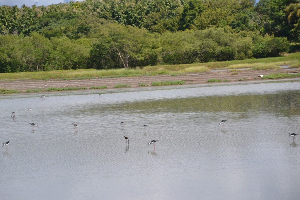 Foto de Tivives (Puntarenas), Costa Rica