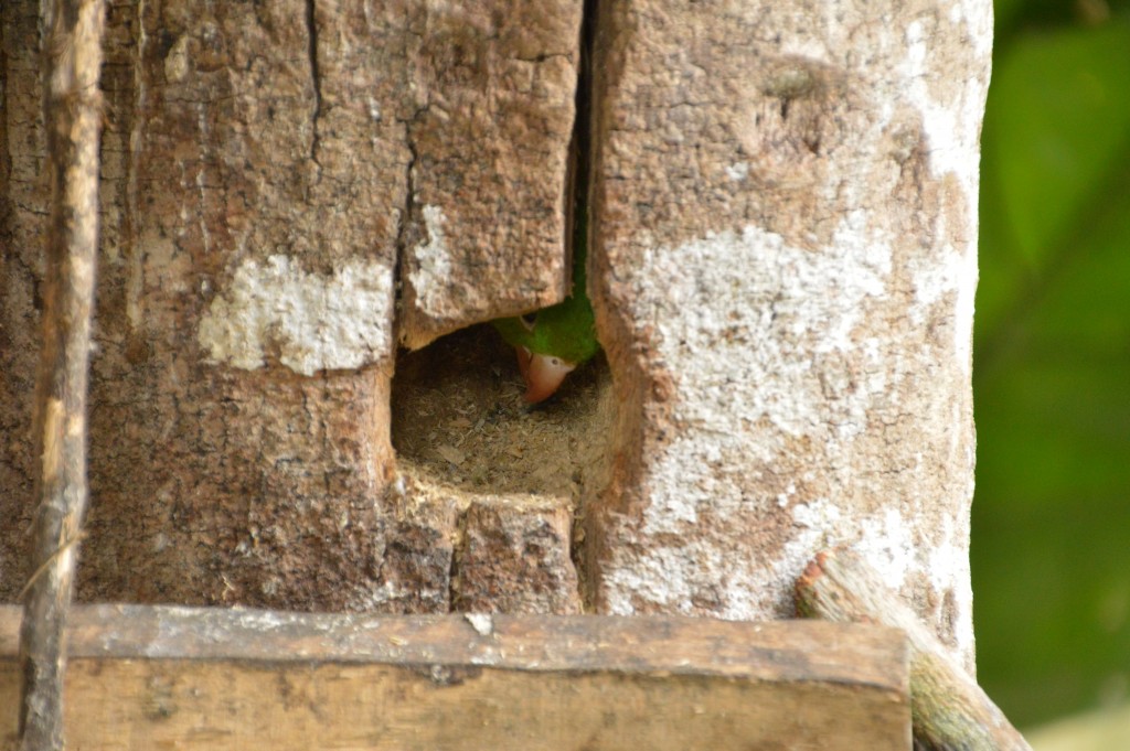 Foto de Alajuela, Costa Rica