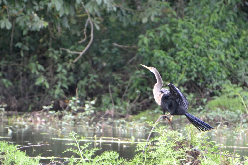 Foto de Alajuela, Costa Rica