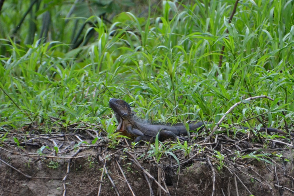 Foto de Alajuela, Costa Rica