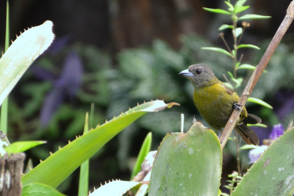 Foto de Alajuela, Costa Rica