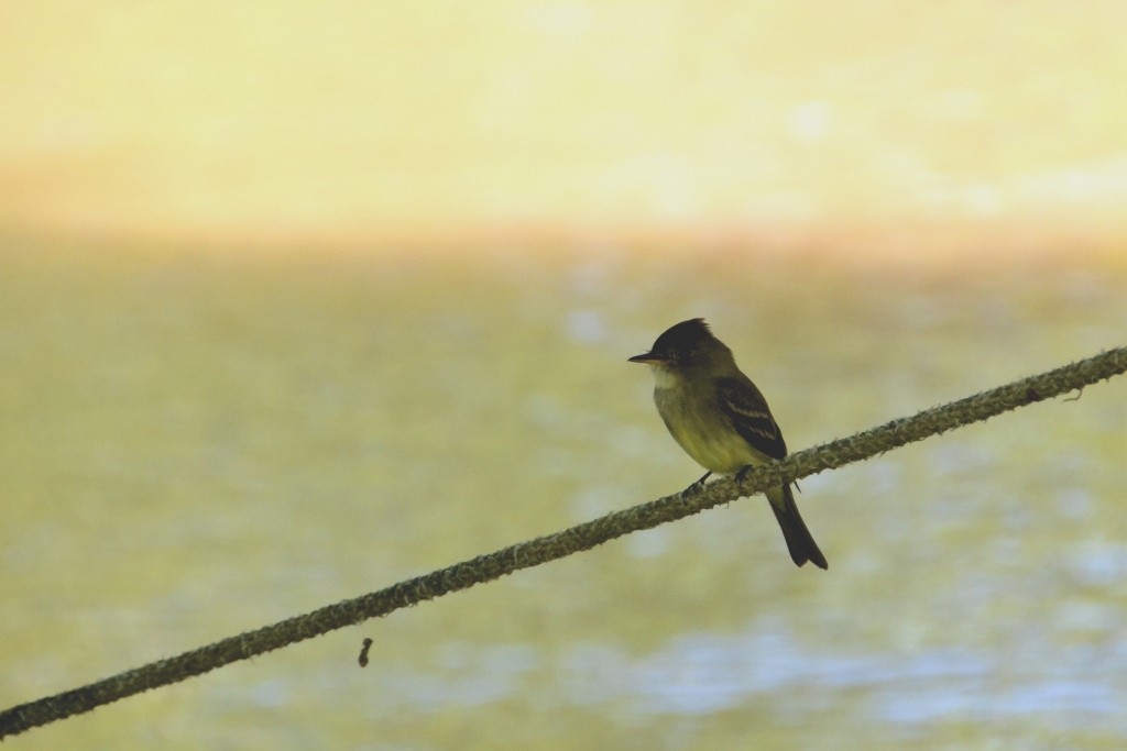 Foto de Alajuela, Costa Rica