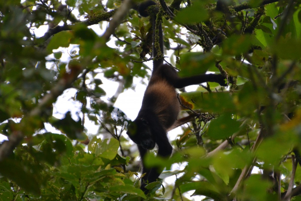 Foto de Alajuela, Costa Rica