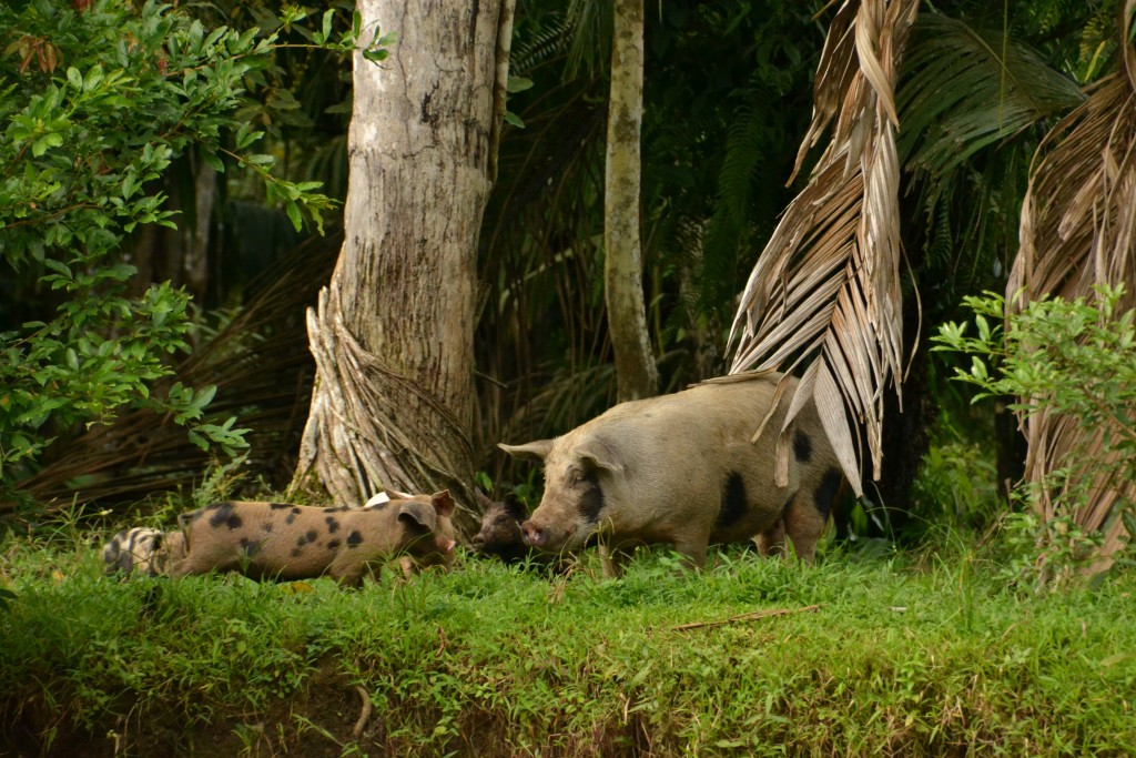 Foto de Alajuela, Costa Rica