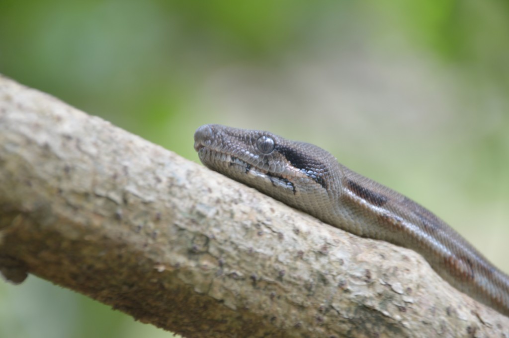 Foto de Alajuela, Costa Rica