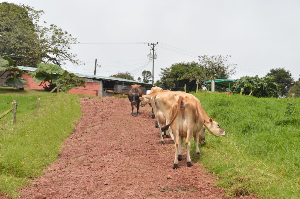 Foto de Alajuela, Costa Rica