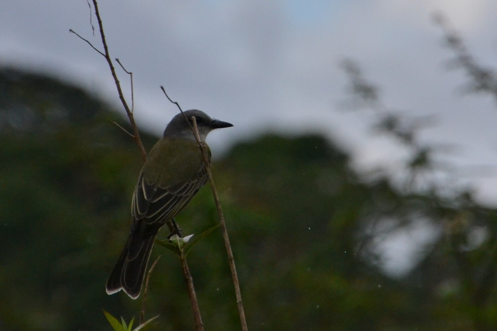 Foto de Alajuela, Costa Rica