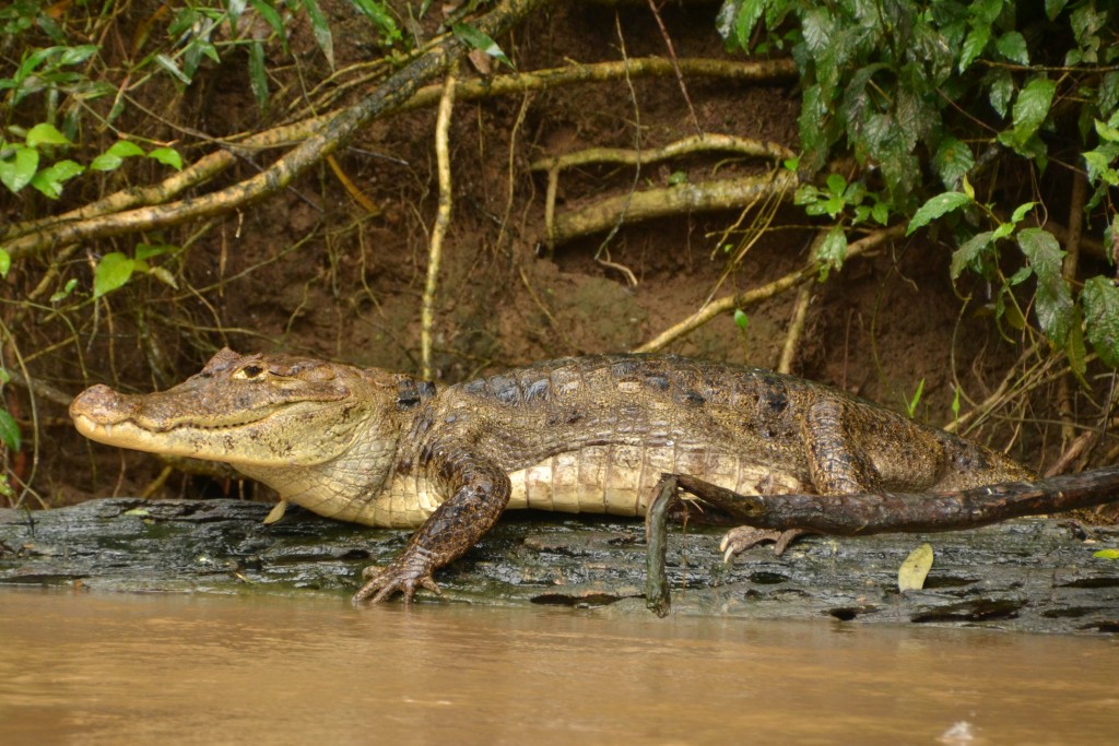 Foto de Caño Negro (Alajuela), Costa Rica