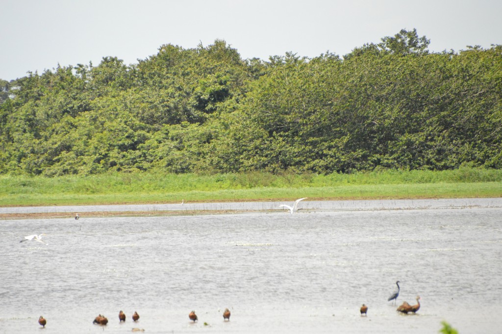 Foto de Caño Negro (Alajuela), Costa Rica