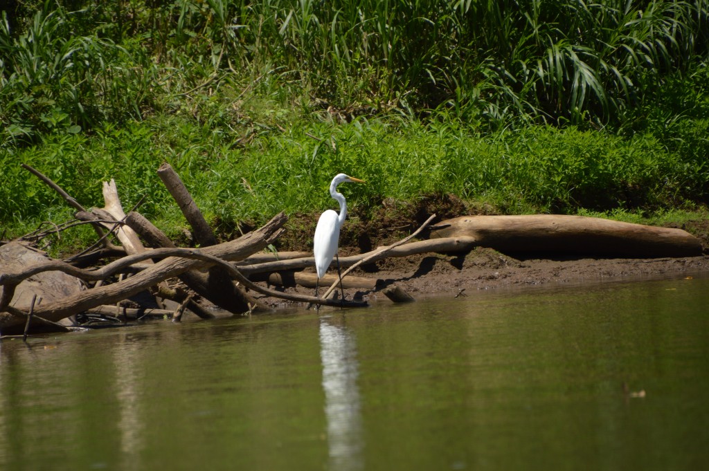 Foto de Caño Negro (Alajuela), Costa Rica