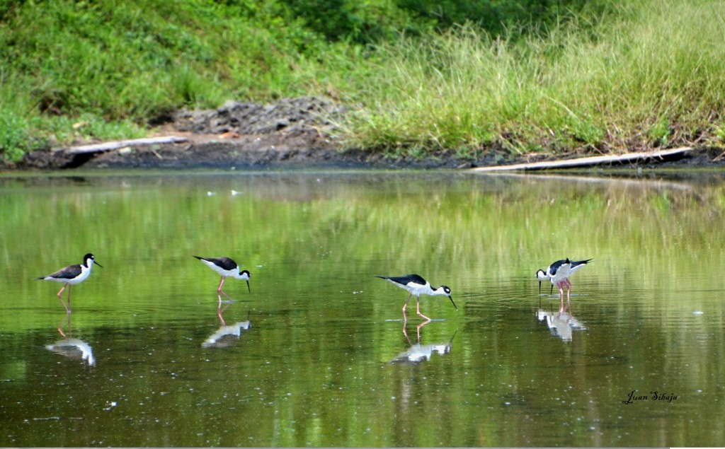 Foto de Alajuela, Costa Rica