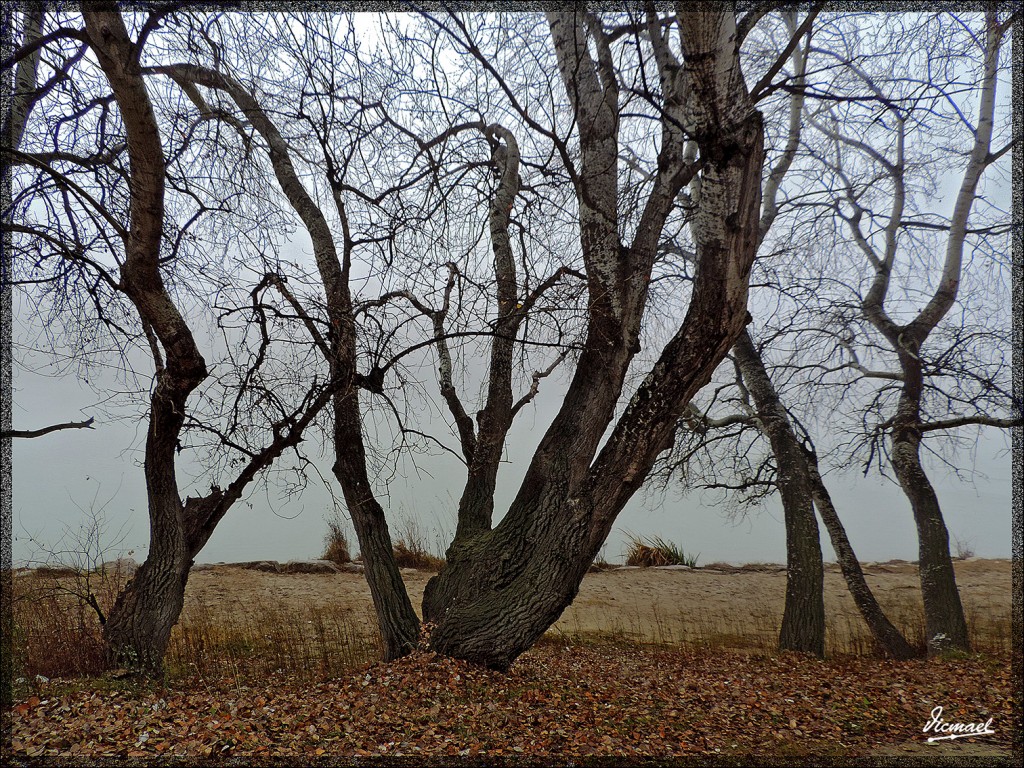 Foto: 150115-07 NIEBLA ZARAGOZANA - Zaragoza (Aragón), España