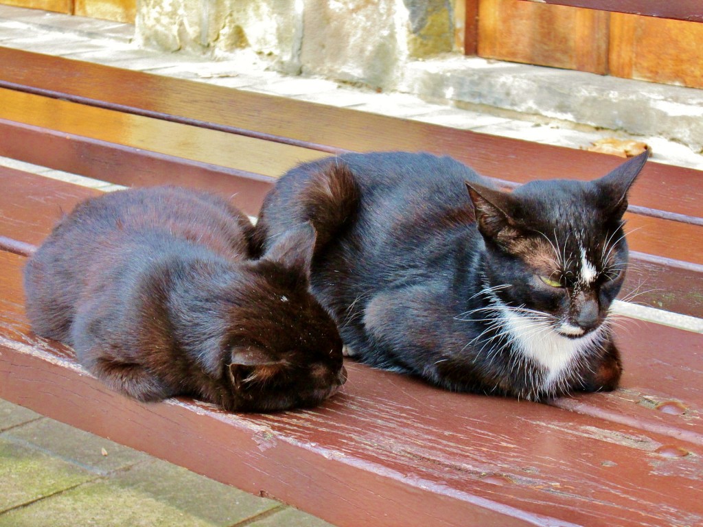 Foto: Gatitos - Pasai Donibane (Gipuzkoa), España