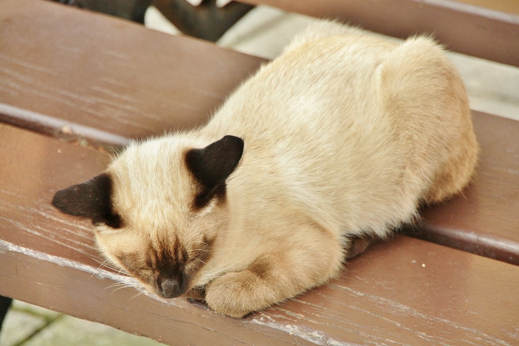 Foto: Gatito - Pasai Donibane (Gipuzkoa), España