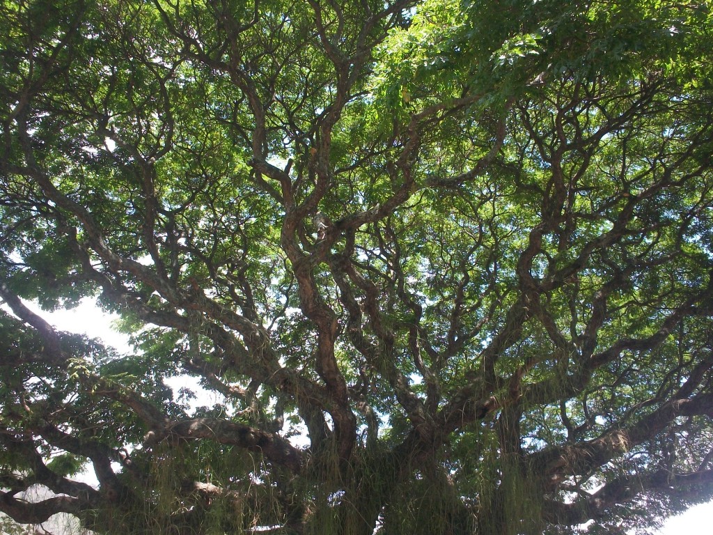 Foto de Carache (Trujillo), Venezuela