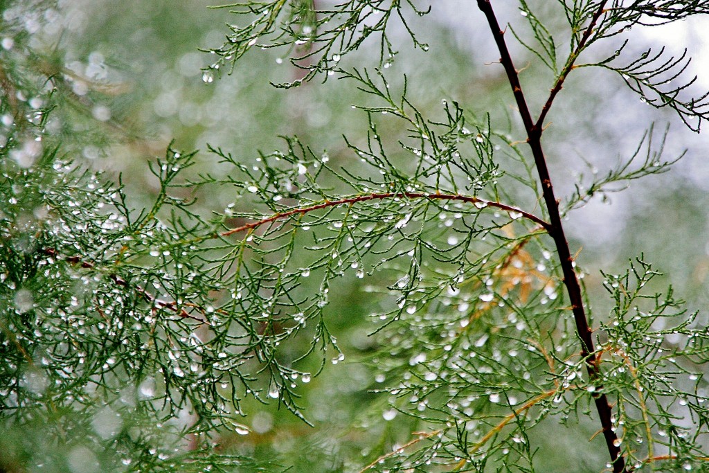 Foto: Gotas de lluvia - San Sebastián (Donostia) (Gipuzkoa), España