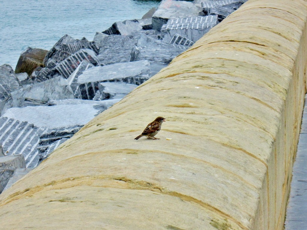 Foto: Solitario - San Sebastián (Donostia) (Gipuzkoa), España