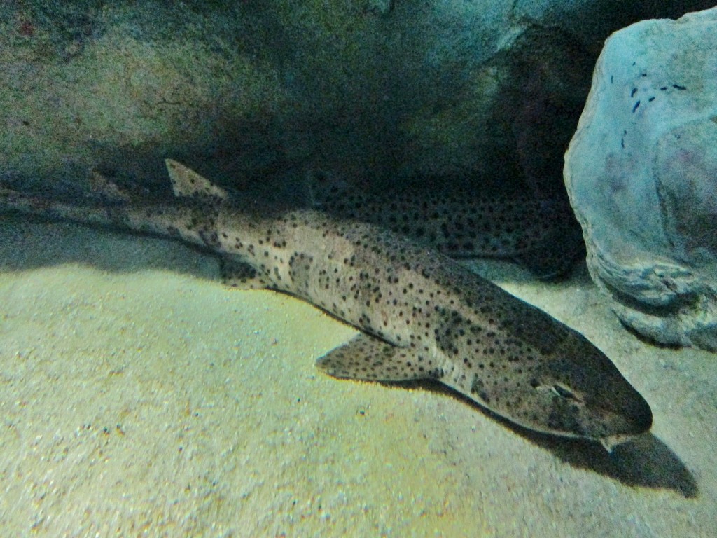 Foto: Acuario - San Sebastián (Donostia) (Gipuzkoa), España