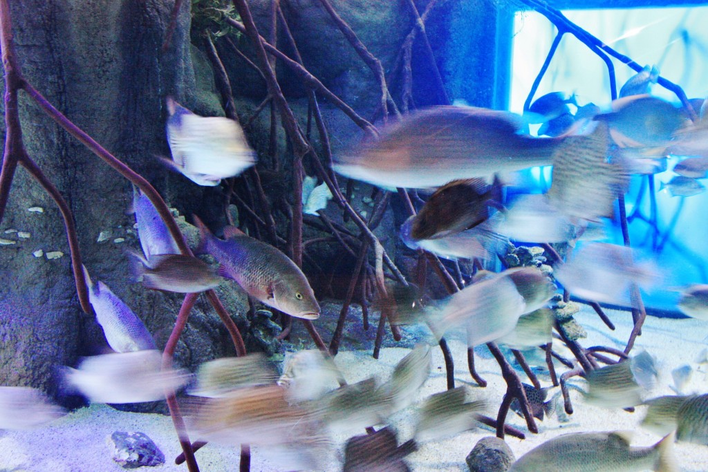 Foto: Acuario - San Sebastián (Donostia) (Gipuzkoa), España