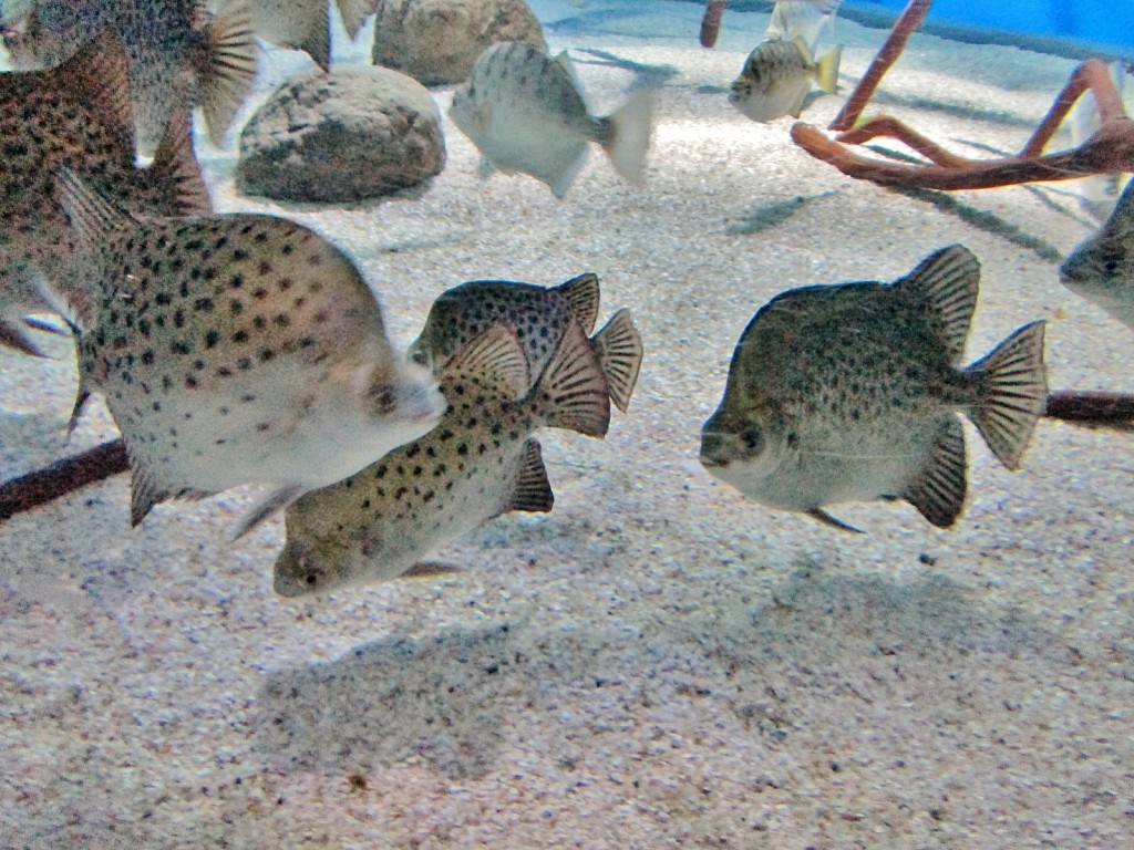 Foto: Acuario - San Sebastián (Donostia) (Gipuzkoa), España