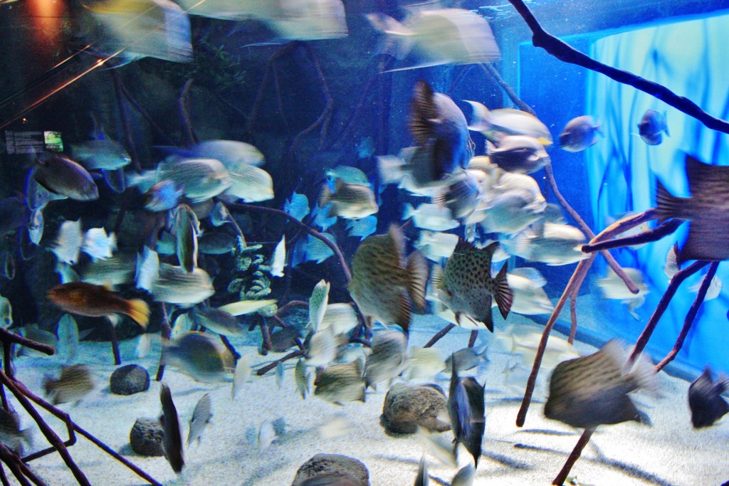 Foto: Acuario - San Sebastián (Donostia) (Gipuzkoa), España