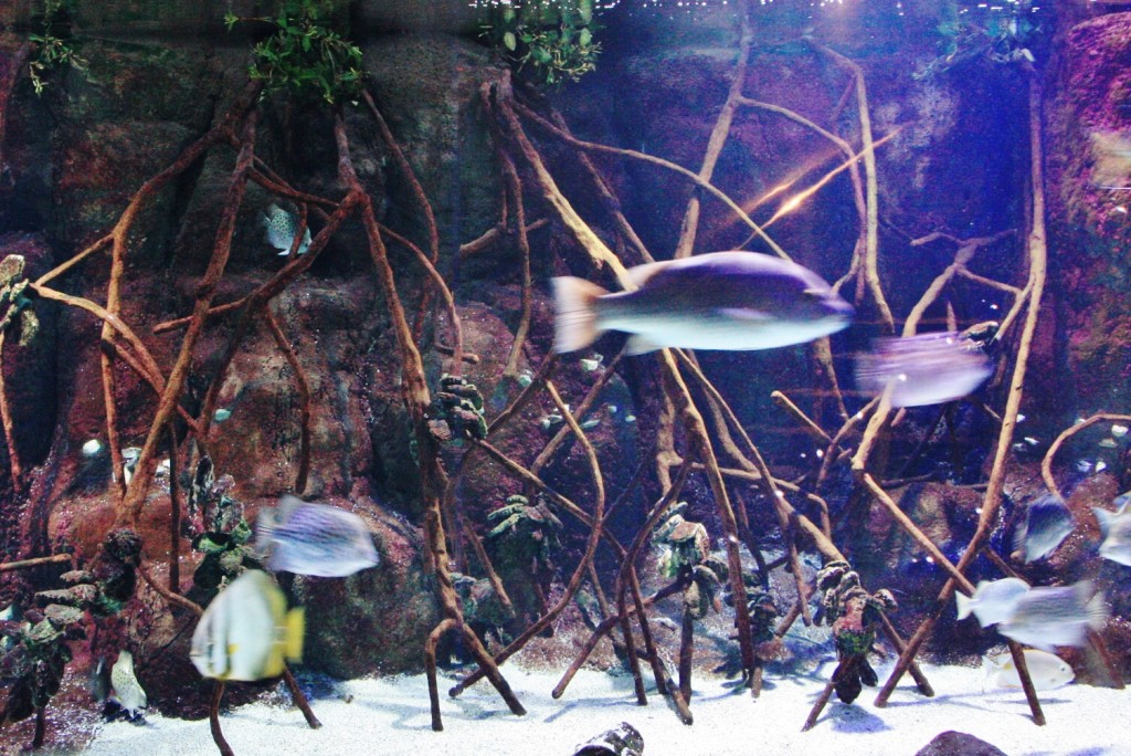 Foto: Acuario - San Sebastián (Donostia) (Gipuzkoa), España