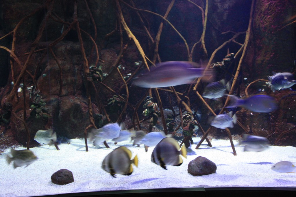 Foto: Acuario - San Sebastián (Donostia) (Gipuzkoa), España