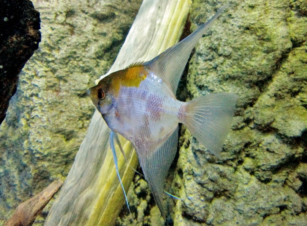 Foto: Acuario - San Sebastián (Donostia) (Gipuzkoa), España