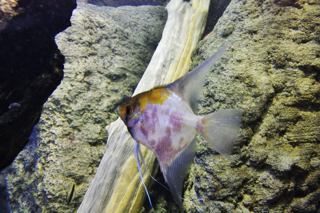 Foto: Acuario - San Sebastián (Donostia) (Gipuzkoa), España