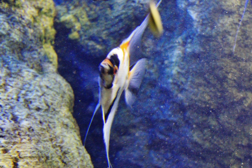 Foto: Acuario - San Sebastián (Donostia) (Gipuzkoa), España