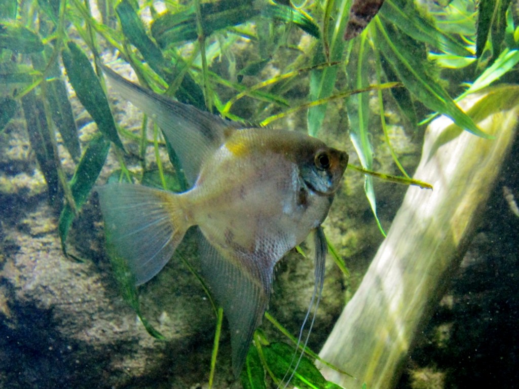 Foto: Acuario - San Sebastián (Donostia) (Gipuzkoa), España