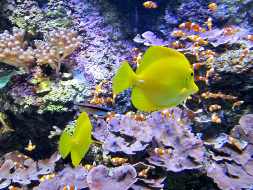 Foto: Acuario - San Sebastián (Donostia) (Gipuzkoa), España