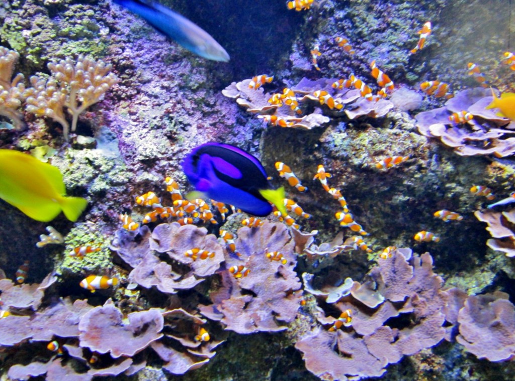 Foto: Acuario - San Sebastián (Donostia) (Gipuzkoa), España