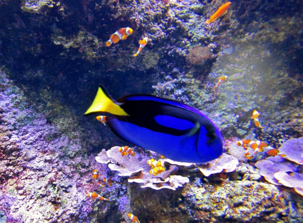 Foto: Acuario - San Sebastián (Donostia) (Gipuzkoa), España