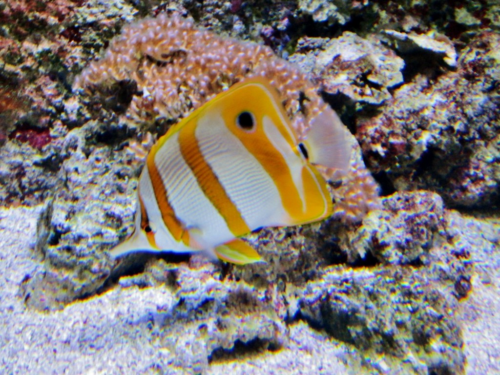 Foto: Acuario - San Sebastián (Donostia) (Gipuzkoa), España