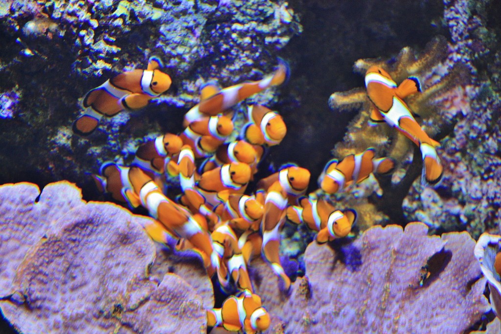 Foto: Acuario - San Sebastián (Donostia) (Gipuzkoa), España