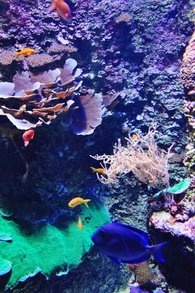 Foto: Acuario - San Sebastián (Donostia) (Gipuzkoa), España