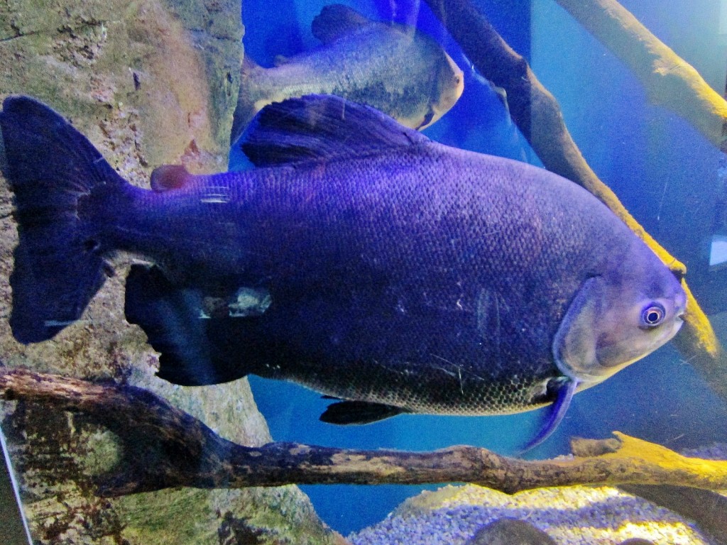 Foto: Acuario - San Sebastián (Donostia) (Gipuzkoa), España