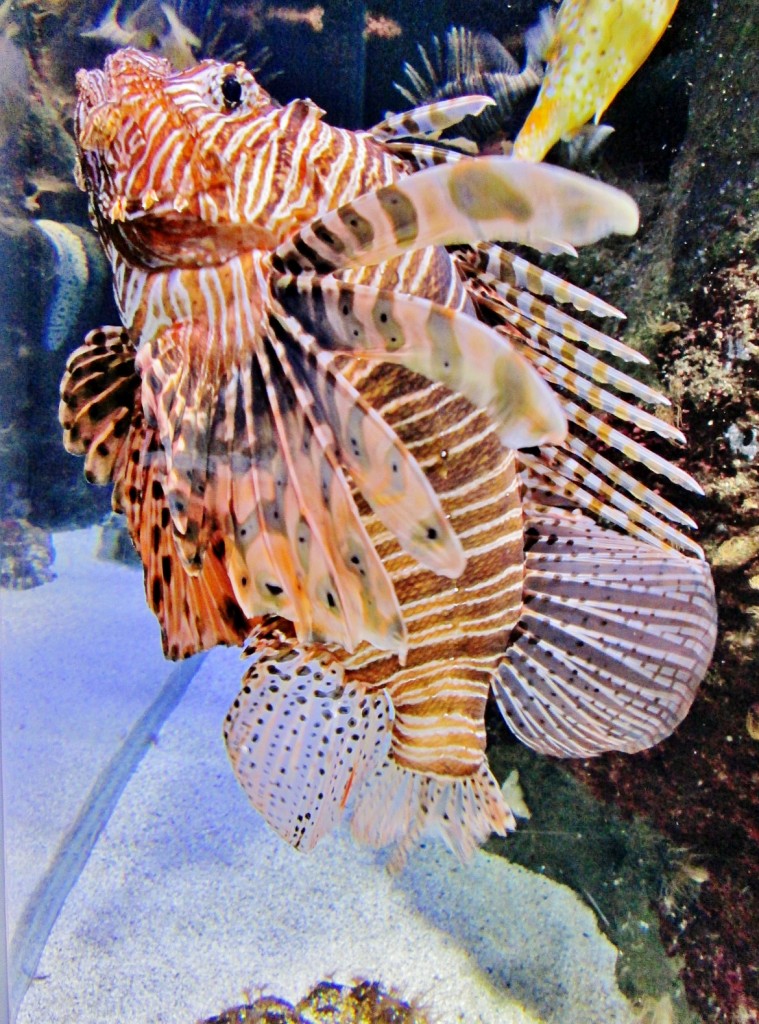 Foto: Acuario - San Sebastián (Donostia) (Gipuzkoa), España