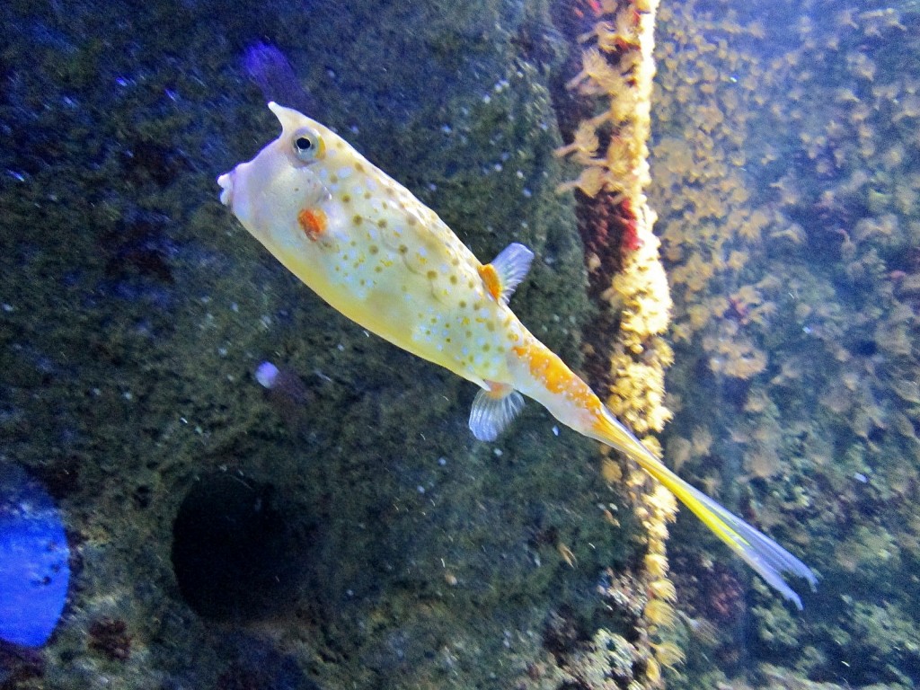 Foto: Acuario - San Sebastián (Donostia) (Gipuzkoa), España