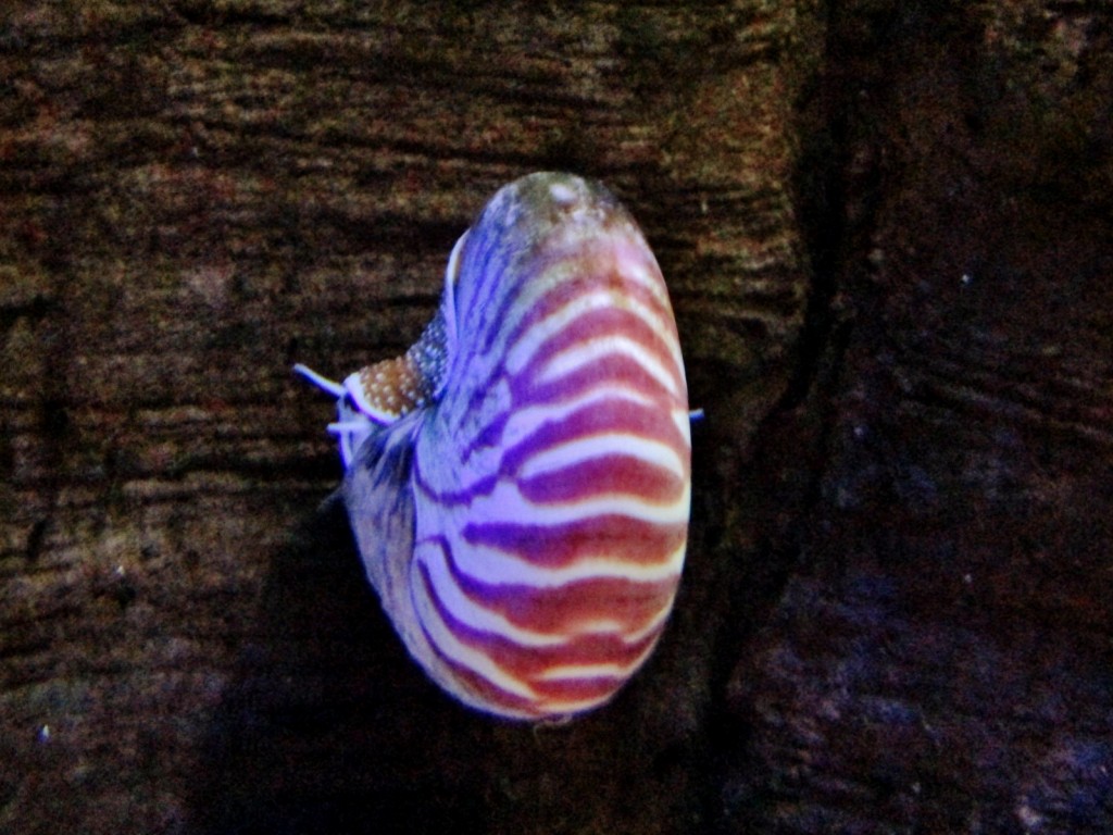 Foto: Acuario - San Sebastián (Donostia) (Gipuzkoa), España